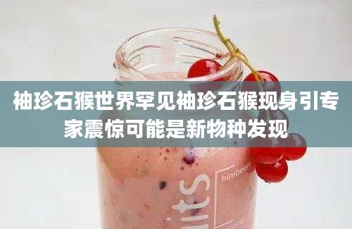 袖珍石猴世界罕见袖珍石猴现身引专家震惊可能是新物种发现