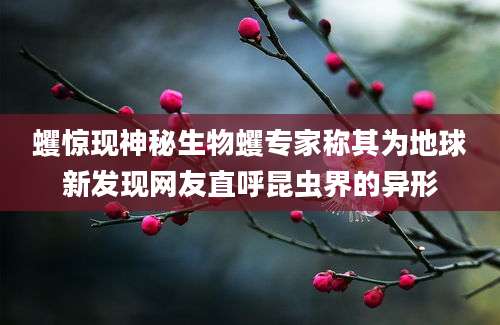 蠼惊现神秘生物蠼专家称其为地球新发现网友直呼昆虫界的异形