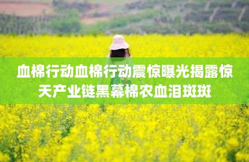 血棉行动血棉行动震惊曝光揭露惊天产业链黑幕棉农血泪斑斑